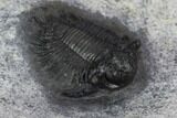 Lichid (Acanthopyge) Trilobite - Issoumour, Morocco #128945-3